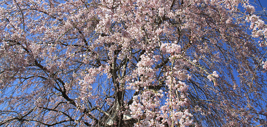 荻野地区　熊野神社の桜