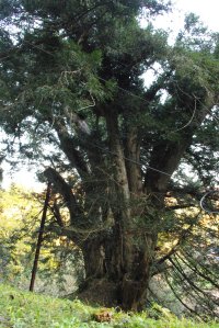 神代カヤ（県指定）