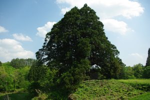 松保の大スギ（県指定）