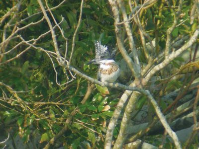 町の鳥　ヤマセミ