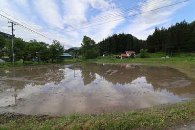 田んぼ