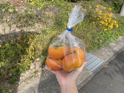 柿