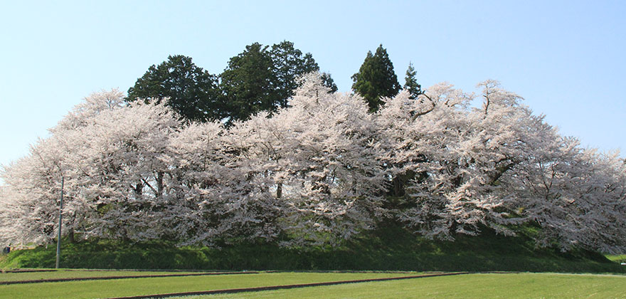 小漆川地区　白山神社の桜