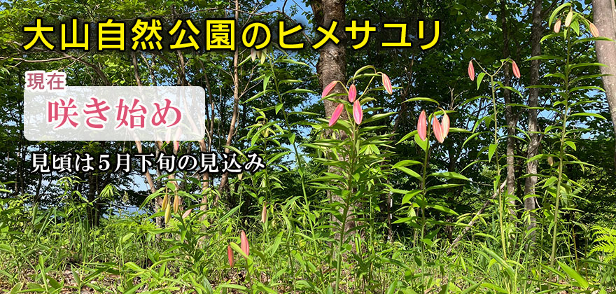 ●ユリまつり開催期間（5/22～6/1）<br>●期間中、園内に観光案内所、売店を設置