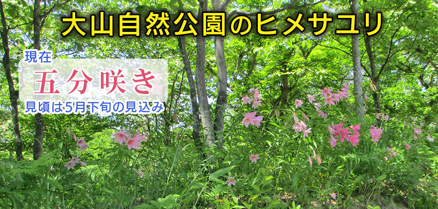 ●ユリまつり開催期間(5/29~31)●期間中、園内に観光案内所、売店を設置(30日,31日のみ)