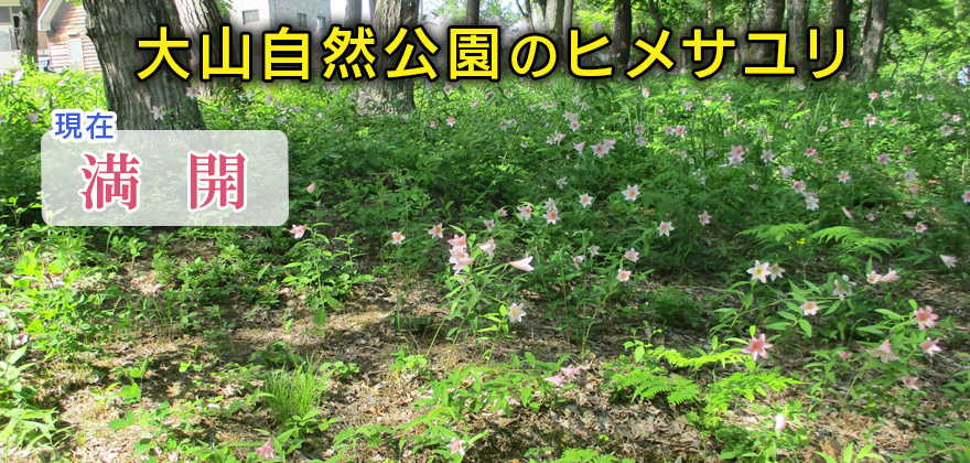 ●ユリまつり開催期間(5/29~31)<br> ●期間中、園内に観光案内所、売店(30日、31日のみ)を設置